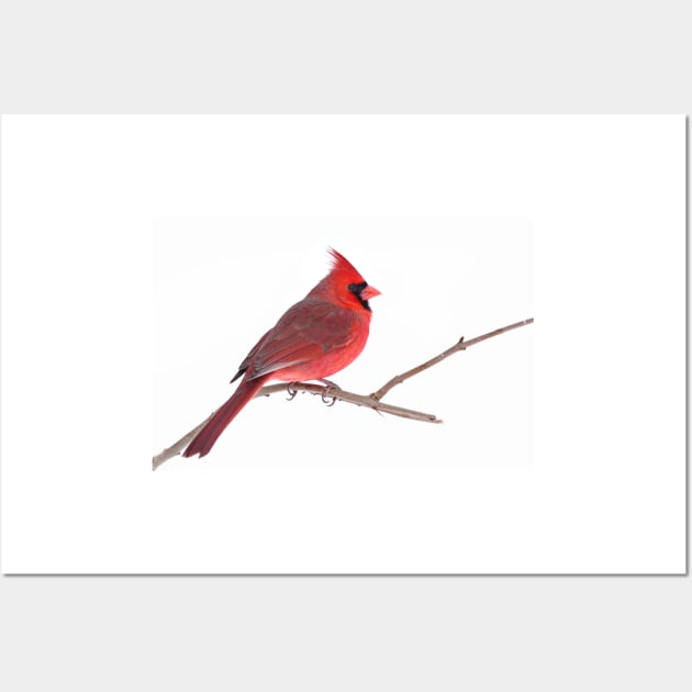 Northern Cardinal Wall Art by Jim Cumming